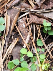 Mitchella repens