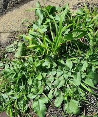 Raphanus raphanistrum