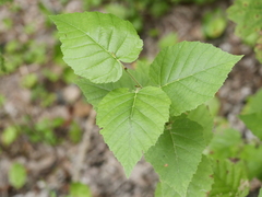 Betula cordifolia