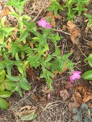 Epilobium hirsutum