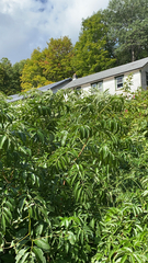 Sambucus canadensis