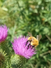 Bombus pascuorum