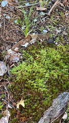 Pleurozium schreberi