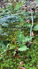 Polypodium virginianum
