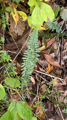 Asplenium platyneuron
