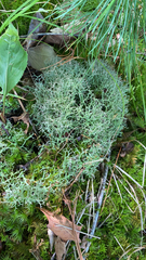Cladonia furcata