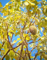 Zeyheria tuberculosa