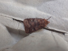 Diarsia rubi