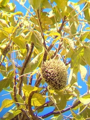 Zeyheria tuberculosa