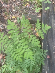 Osmunda spectabilis