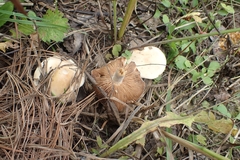 Russula foetens