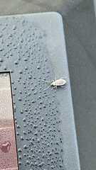 Cyrtepistomus castaneus