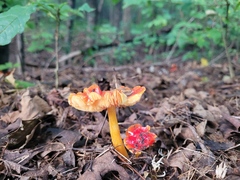 Hygrocybe cuspidata