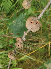 Callirhytis quercuspunctata