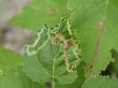 Agromyza alnibetulae