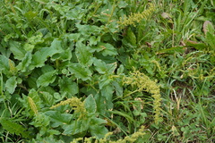 Blitum bonus-henricus