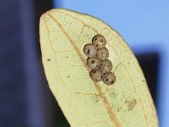 Tessaratoma papillosa