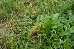 Blitum bonus-henricus