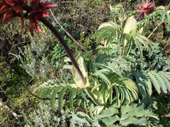 Melianthus major