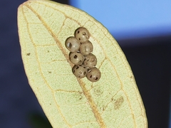 Tessaratoma papillosa