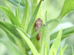 Aphrodes
