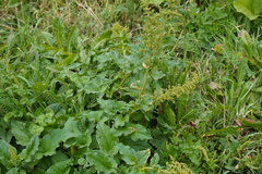 Blitum bonus-henricus