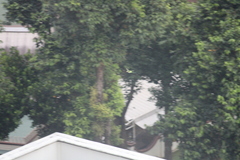 Psittacula alexandri