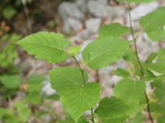 Betula papyrifera