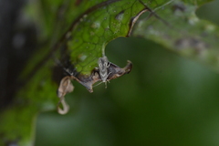 Thylacosceles radians