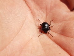 Accanthopus velikensis