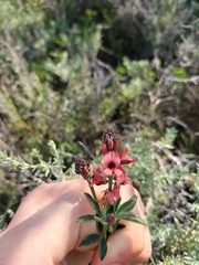 Indigofera complanata