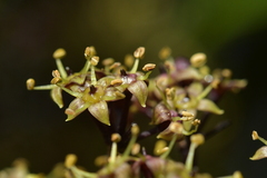 Pseudopanax arboreus