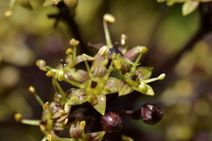 Pseudopanax arboreus
