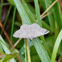 Digrammia ocellinata