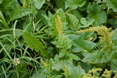 Blitum bonus-henricus