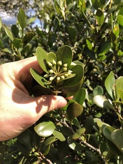 Aegiceras corniculatum