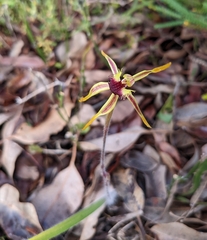 Caladenia longiclavata