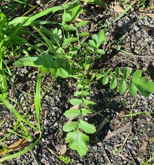 Raphanus raphanistrum