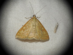 Sitochroa verticalis
