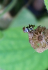 Liocoris tripustulatus