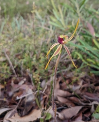Caladenia longiclavata