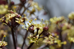 Pseudopanax arboreus