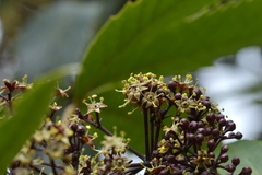 Pseudopanax arboreus
