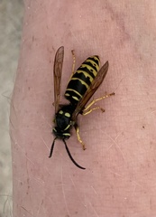 Vespula vidua