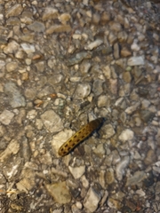 Macremphytus testaceus