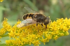 Eristalis