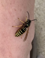 Vespula vidua