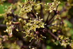 Pseudopanax arboreus