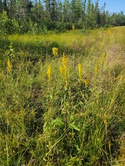 Solidago uliginosa