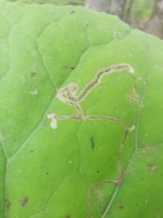 Acidia cognata